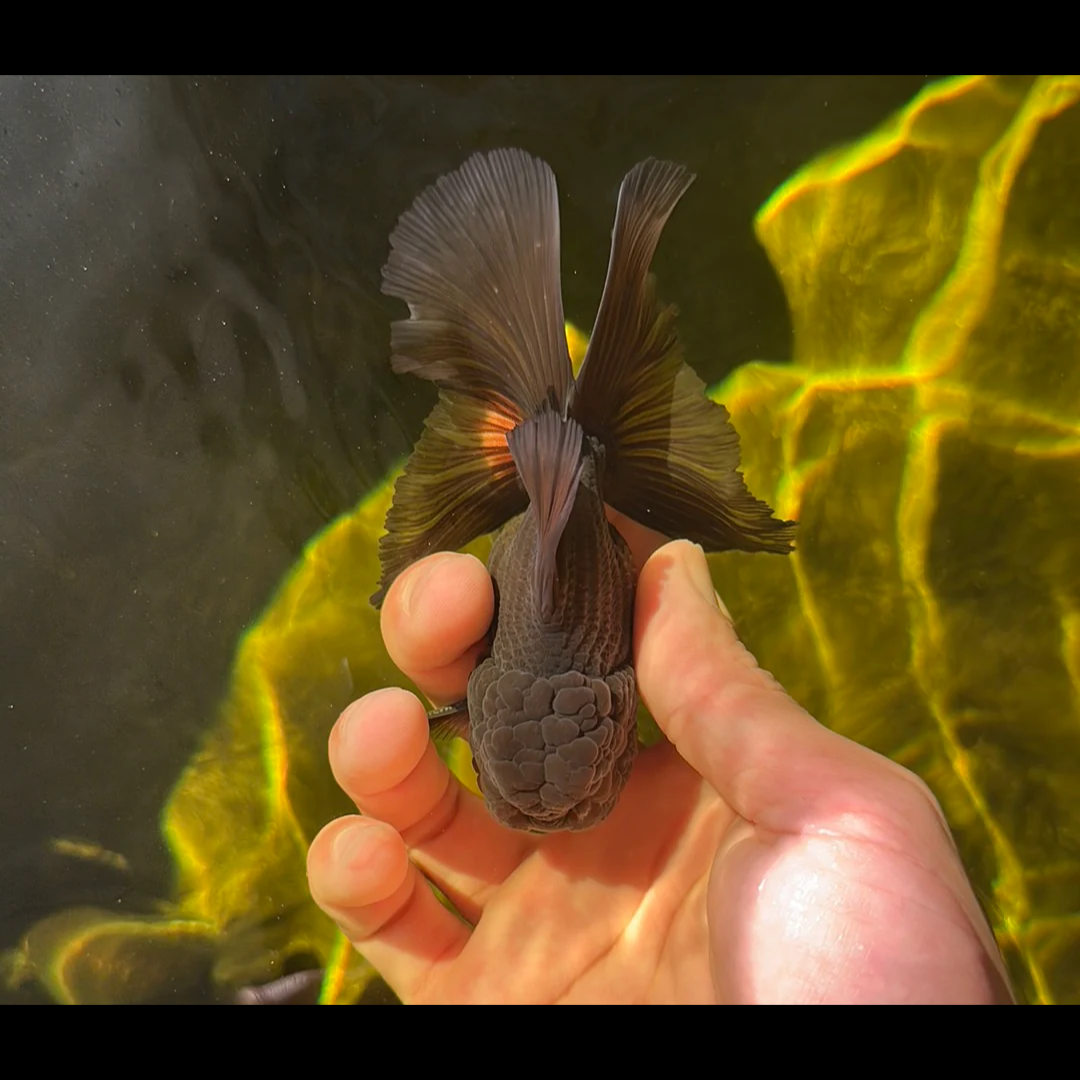Chocolate Rose Tail Oranda Goldfish