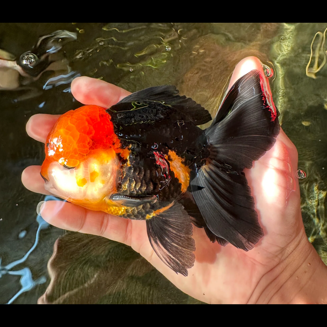 Apache Rose Tail Oranda Goldfish