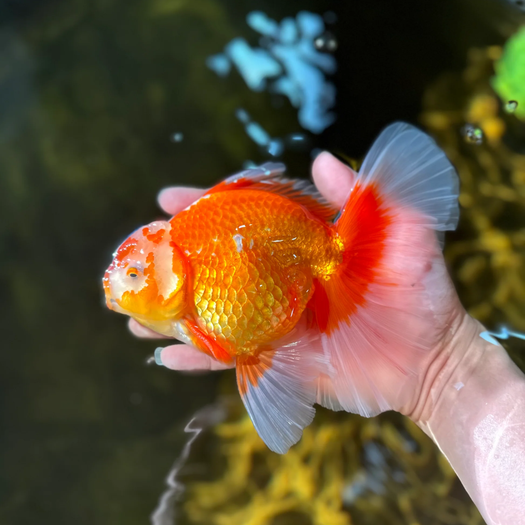 Orchid Tail Oranda Goldfish