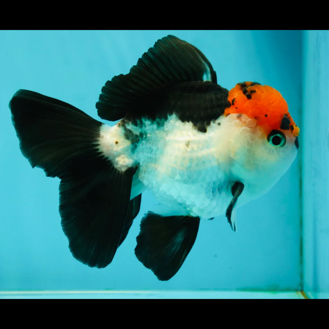 Tri Color Rose Tail Oranda Goldfish