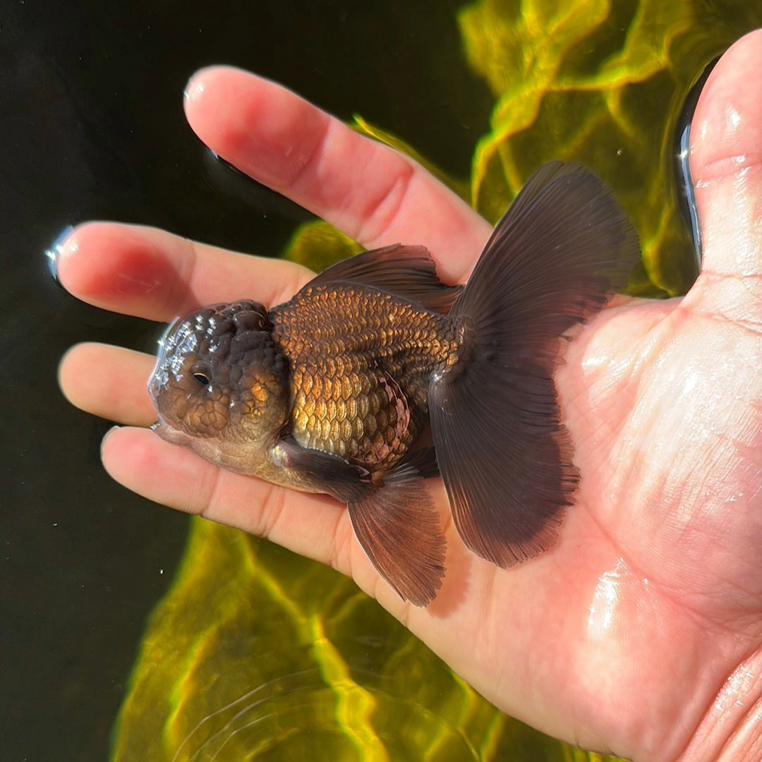 Chocolate Rose Tail Oranda Goldfish