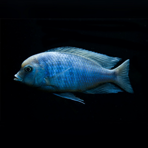Buy Online Blue Dolphine Cichlid Fish