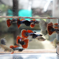 Buy Online Dumbo Guppy Fishes