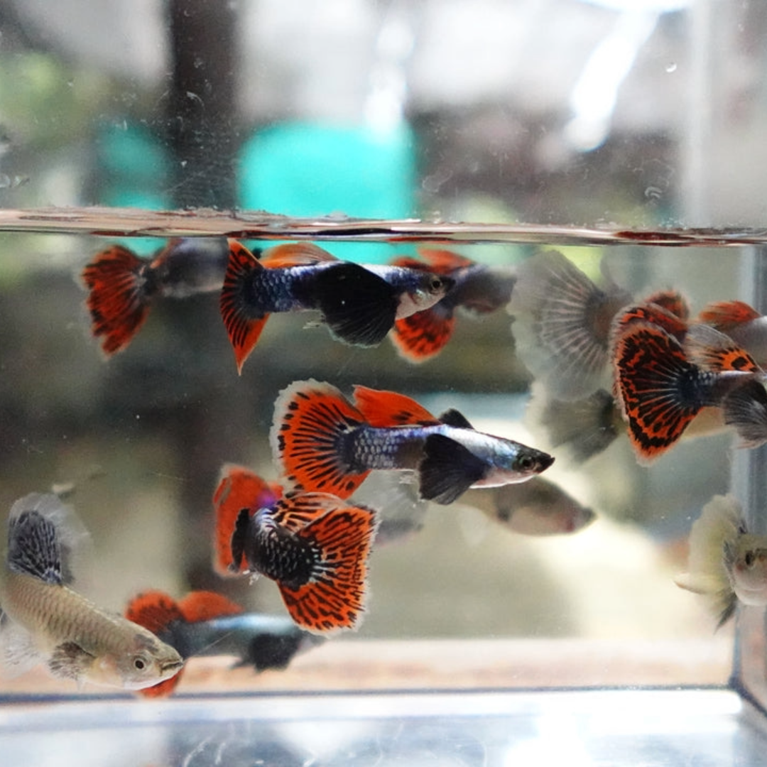 Buy Online Dumbo Guppy Fishes
