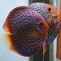 1 Pair ₹5999 Red Turquoise Discus Fish