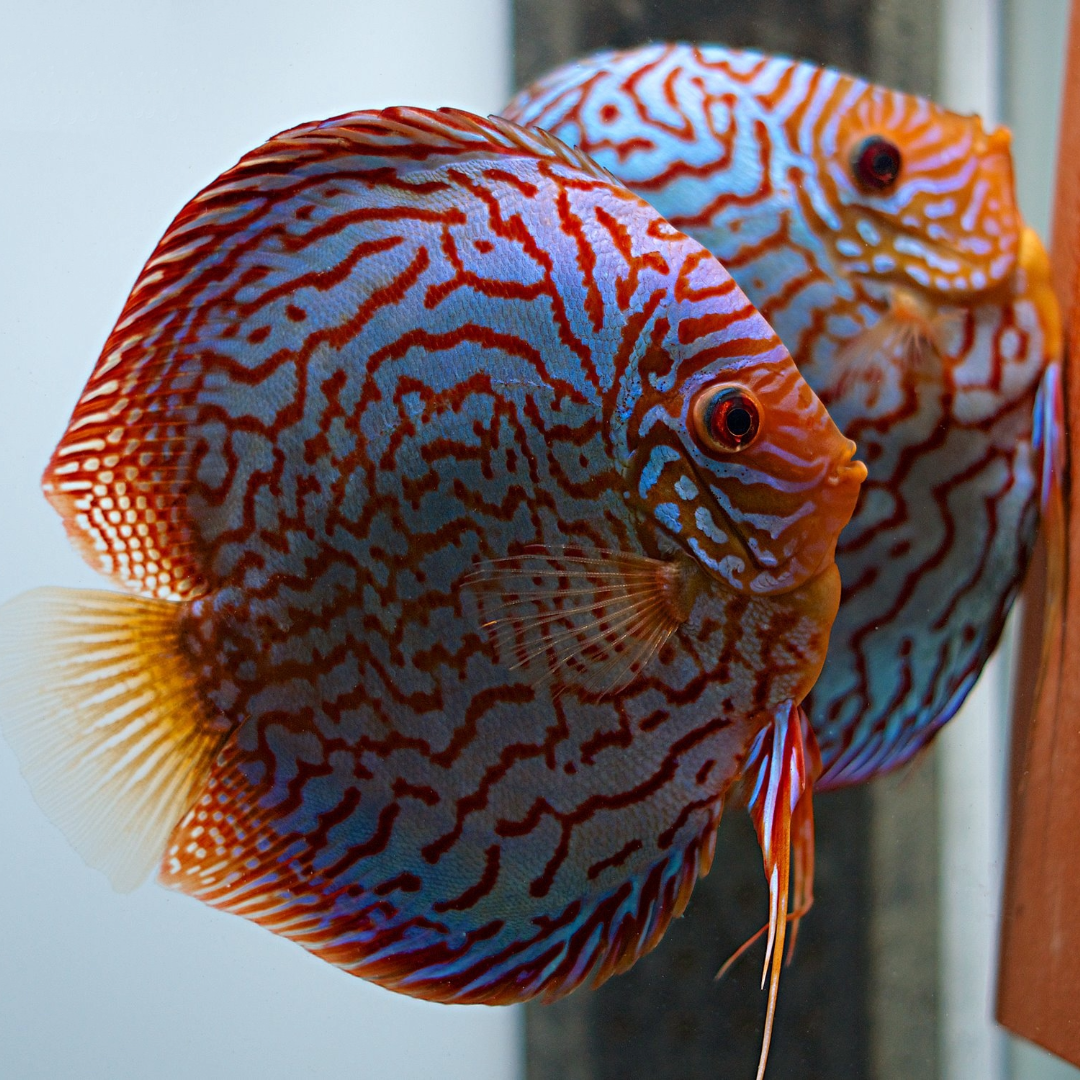1 Pair ₹5999 Red Turquoise Discus Fish