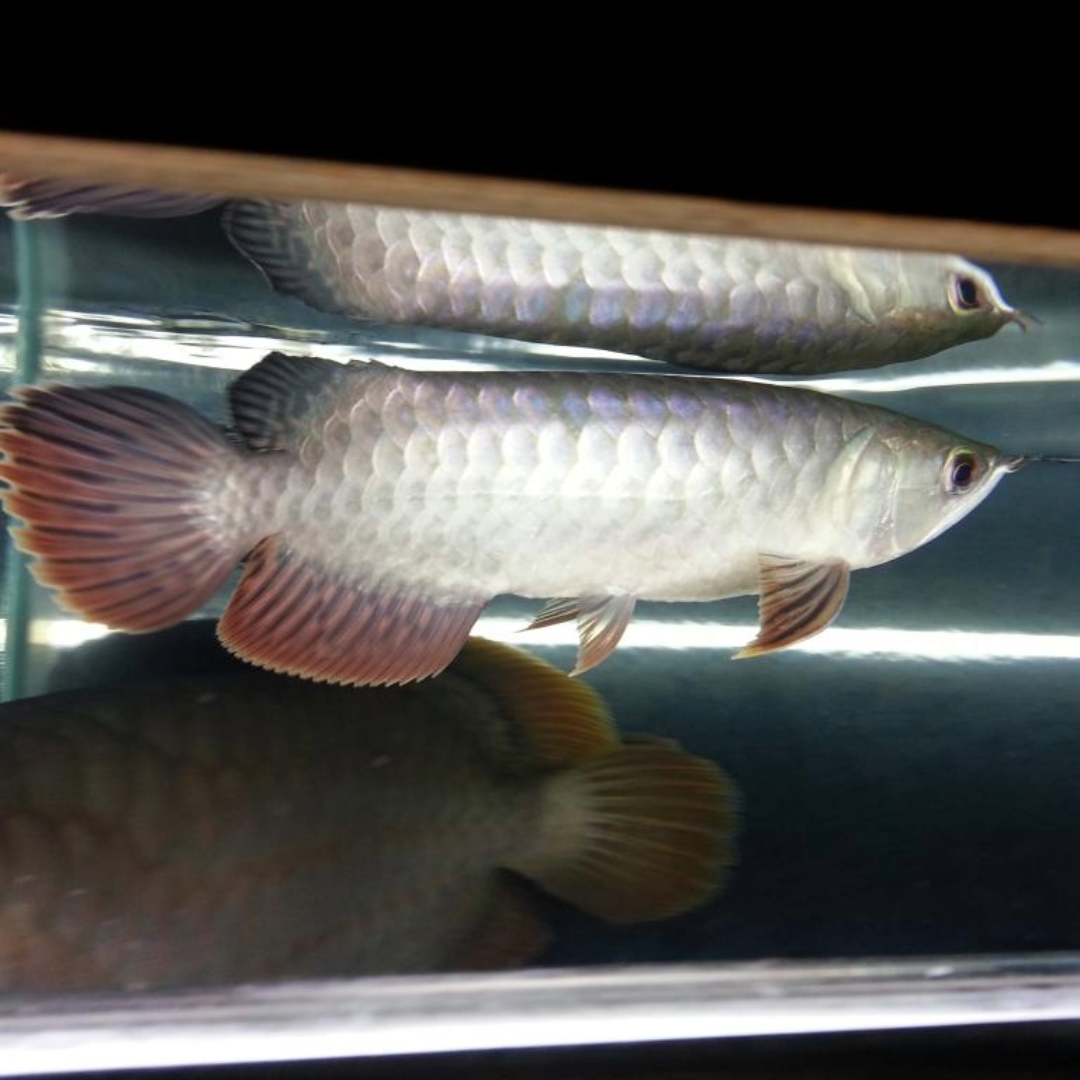 Banjar Red Asian Arowana Price