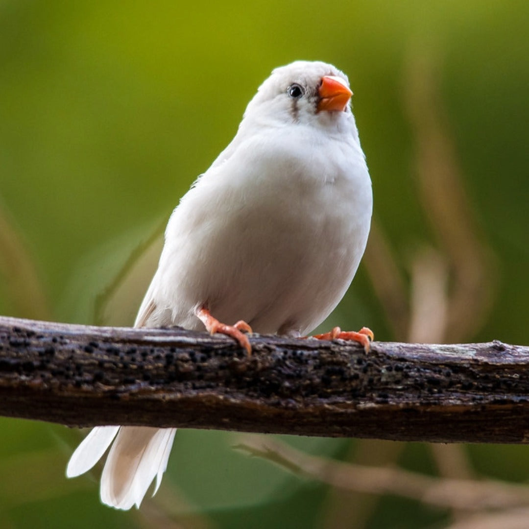 2 Pair ₹2899 White Zebra Finch