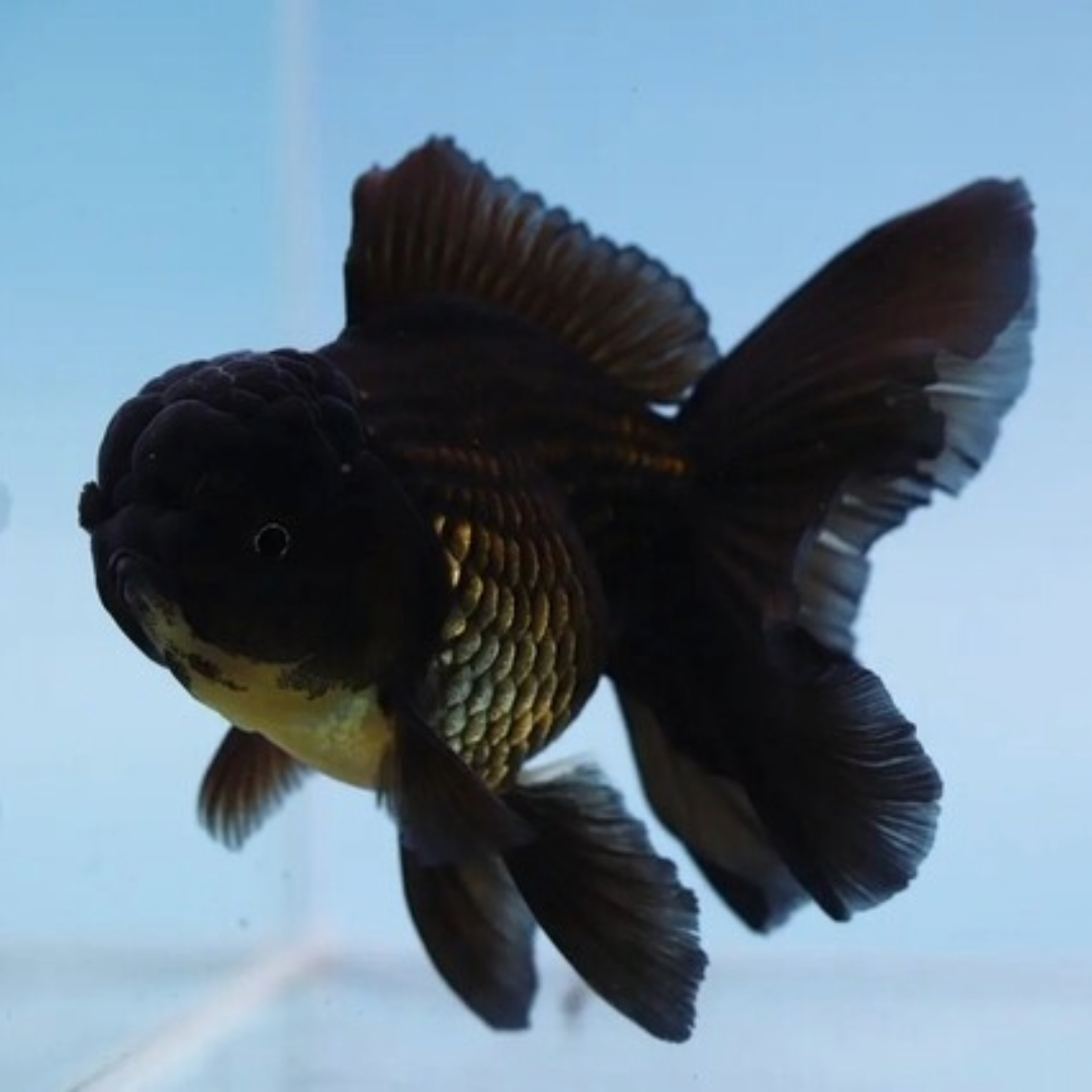 Z Black Butterfly Tail Oranda Goldfish