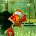 Ryukin Goldfish Red And White