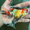 Tri Color Rose Tail Oranda Goldfish