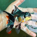Panda Rose Tail Oranda Goldfish