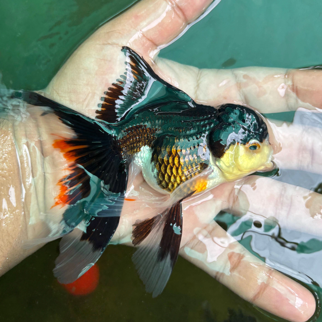 Panda Rose Tail Oranda Goldfish