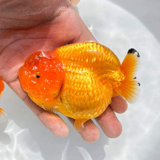 Dragon Head Ranchu Goldfish