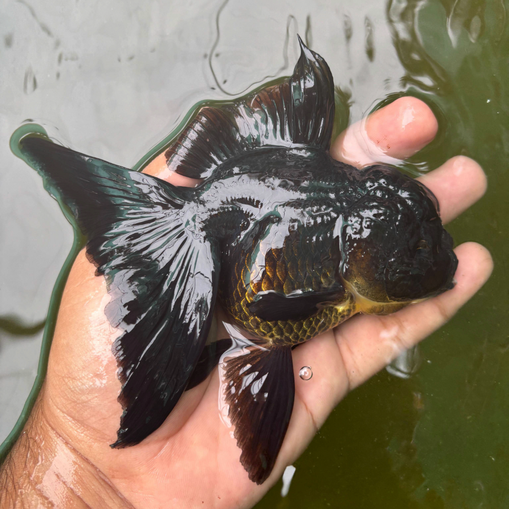 Godzilla Oranda Goldfish ( Female )