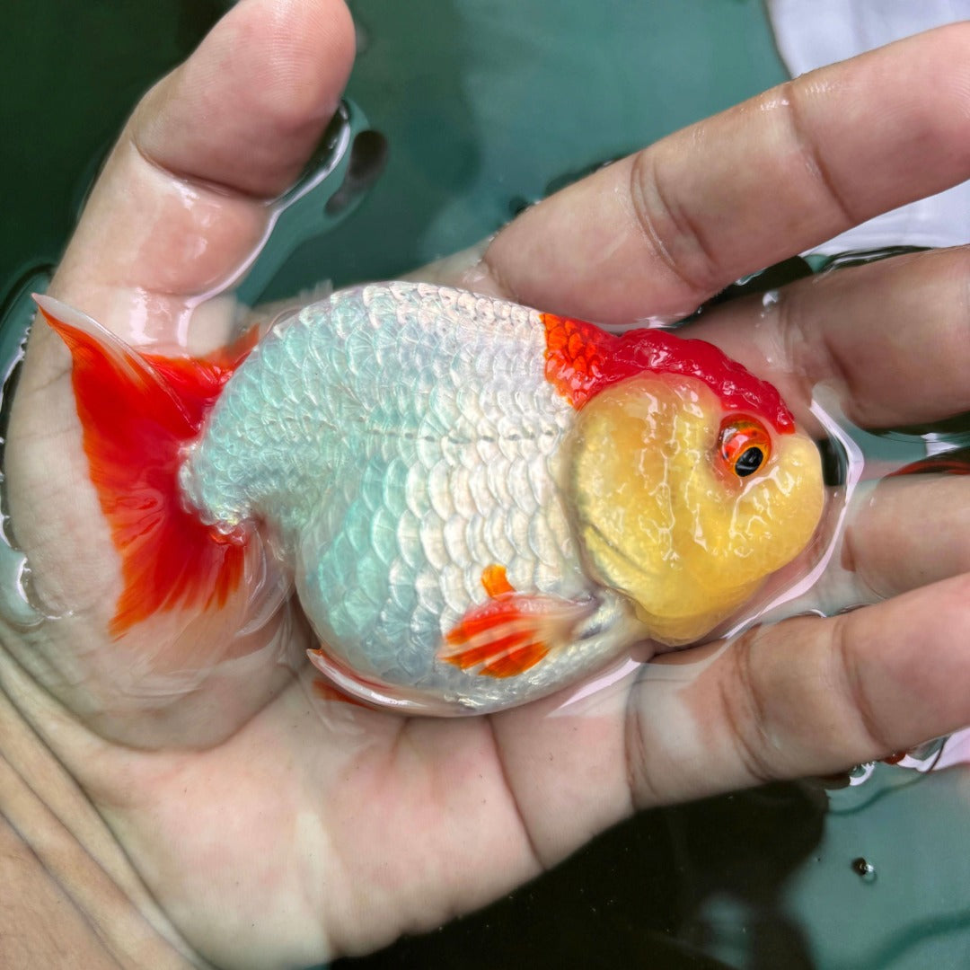 Red And White Ranchu