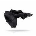 Buy Online Blac Guppy Fishes
