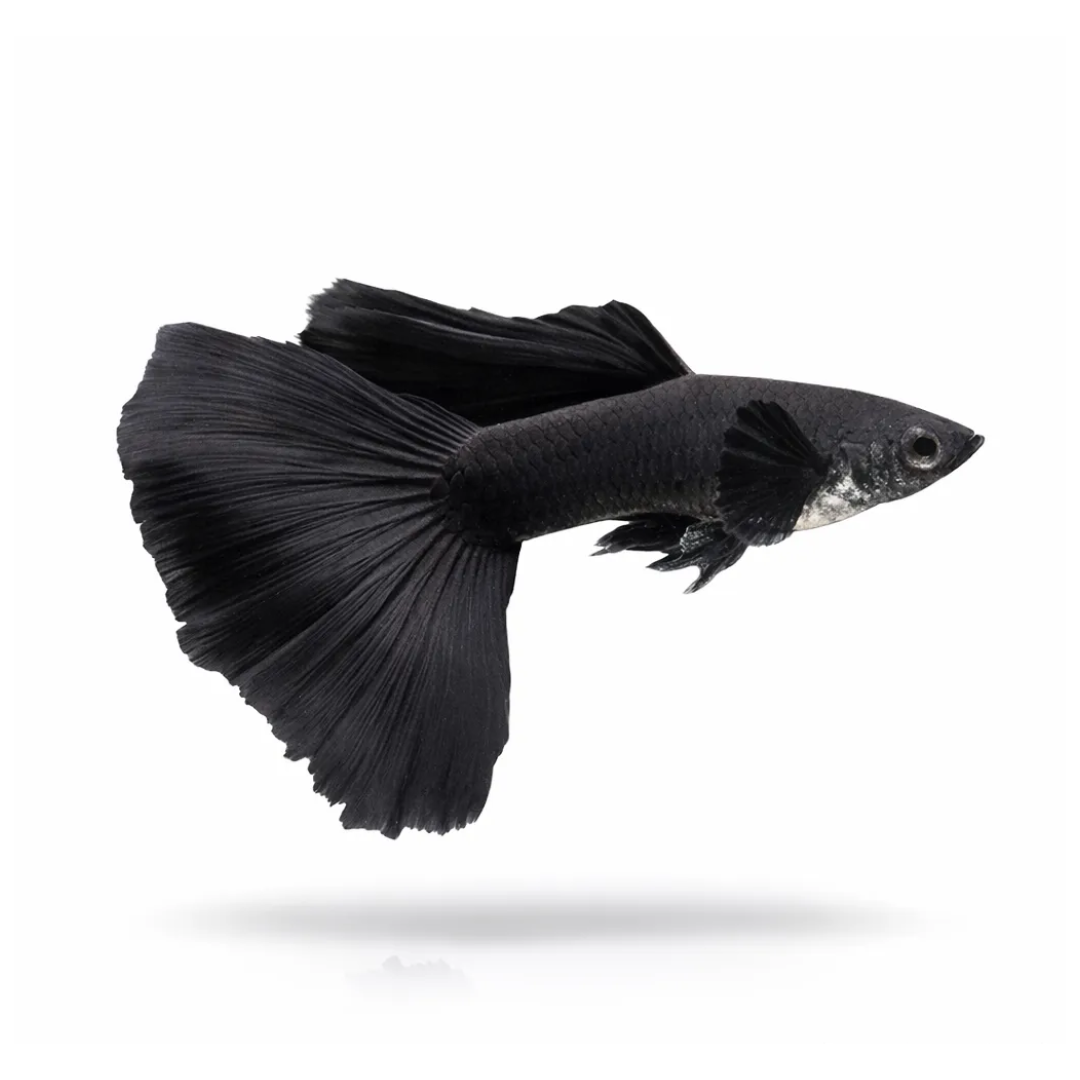 Buy Online Blac Guppy Fishes
