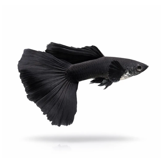 Buy Online Blac Guppy Fishes