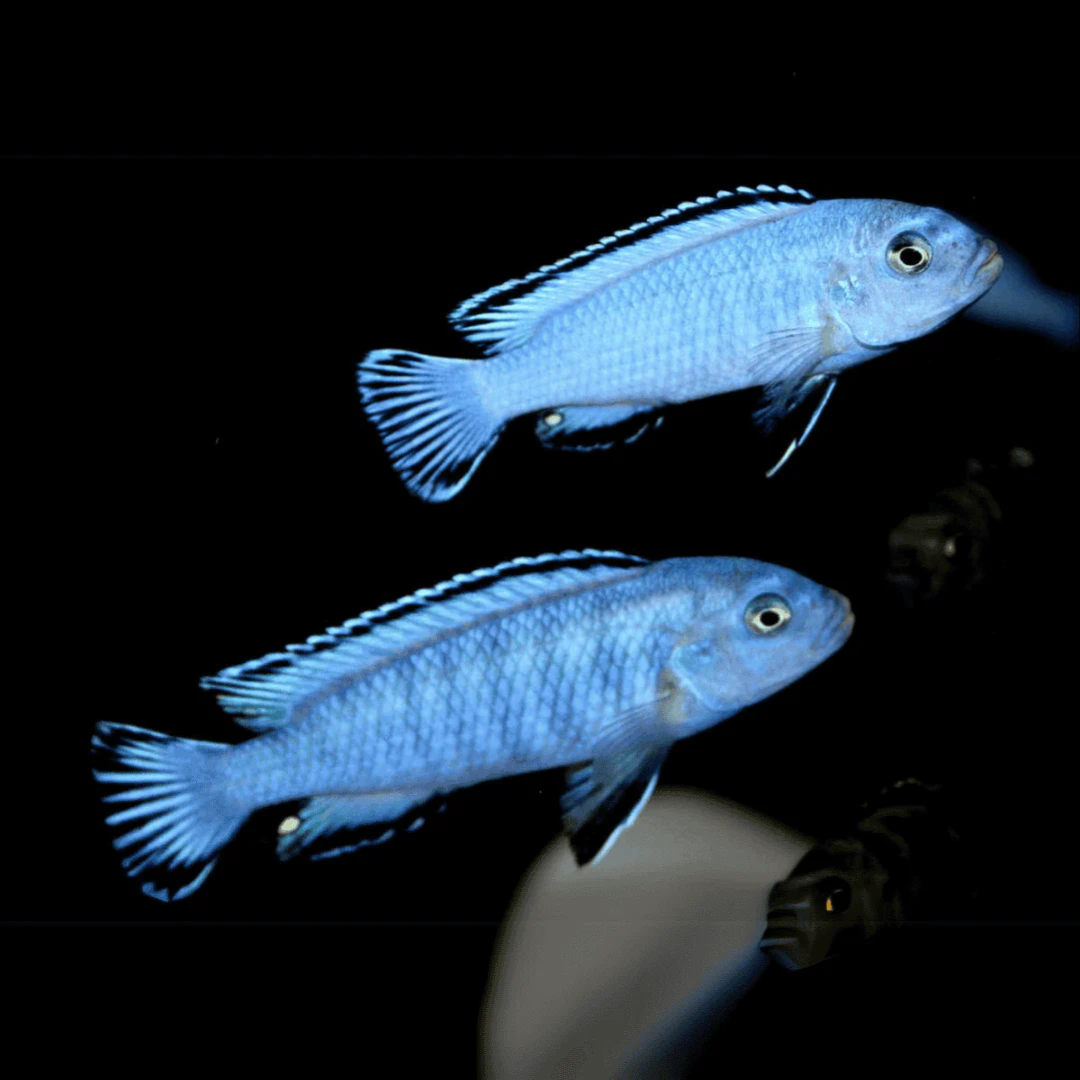 2 Pair ₹999 Powder Blue Cichlids Fish