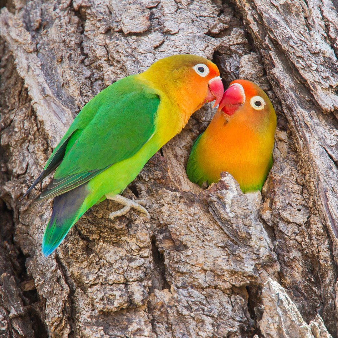 [ 1 Pair ₹4099 ] Yellow Fischer lovebird Male And Female
