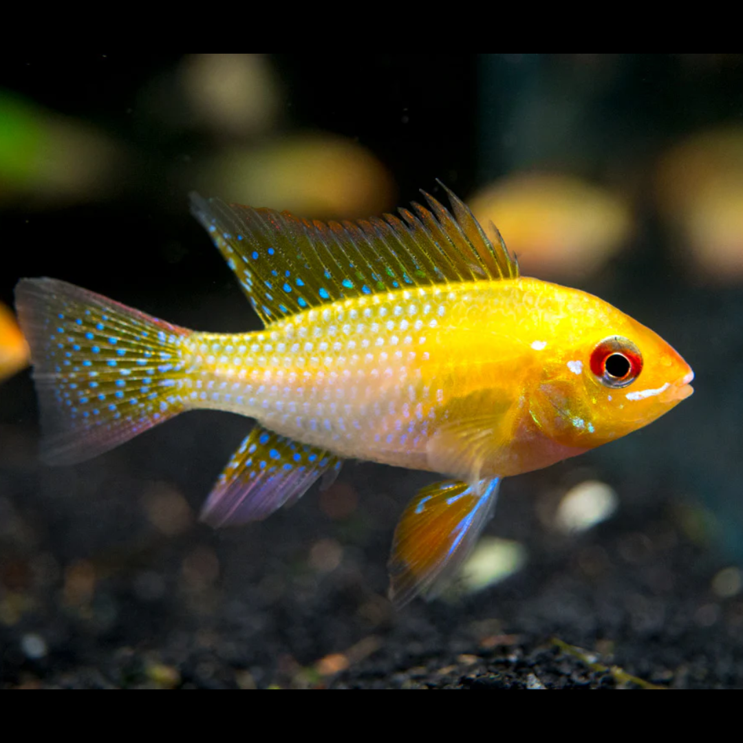 Buy Online Gold Ram Fish