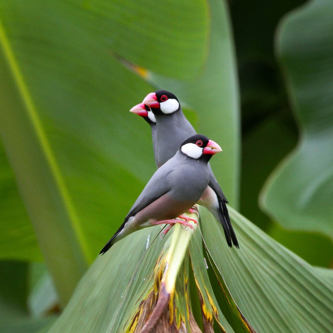 [ 2 Pair ₹2899 ] Black Java Finch Live Birds