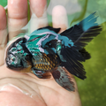Z Black Oranda Goldfish