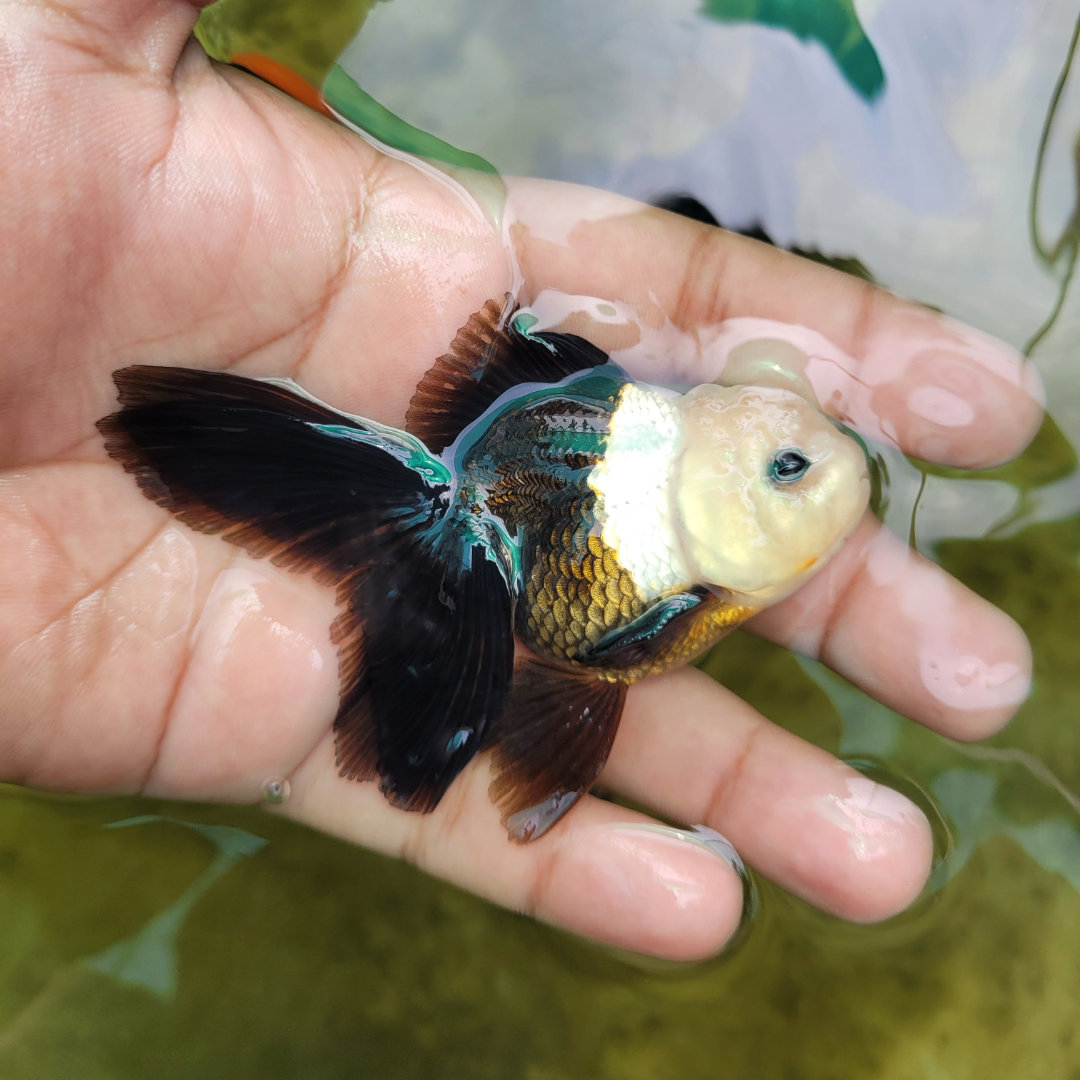 Panda Oranda Goldfish