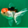 Tricolor Oranda Goldfish