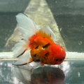 1 Pair ₹3500 Calico Sakura Oranda