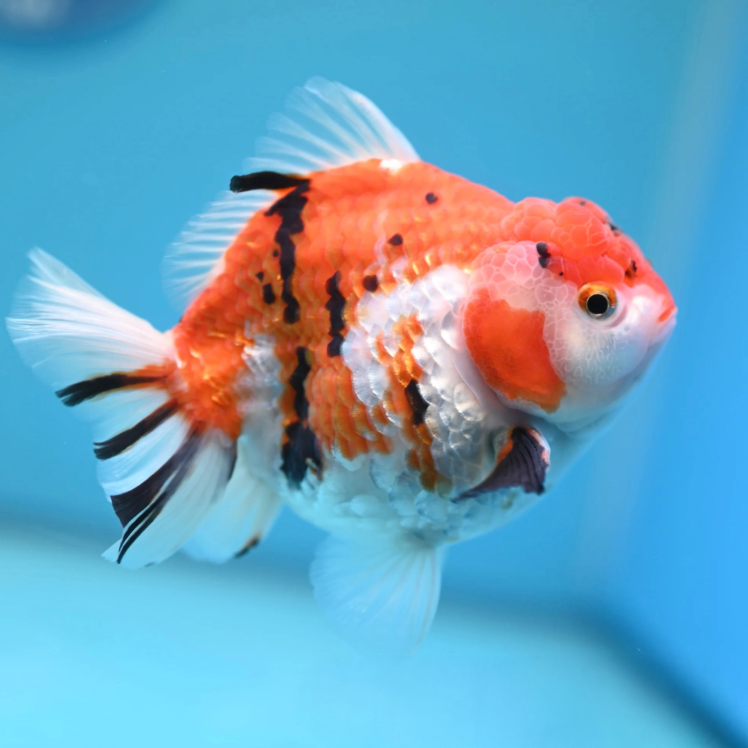 1 piece ₹3500 Calico Sakura STSB Oranda