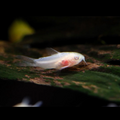 Buy Online Cory Cat Fishes