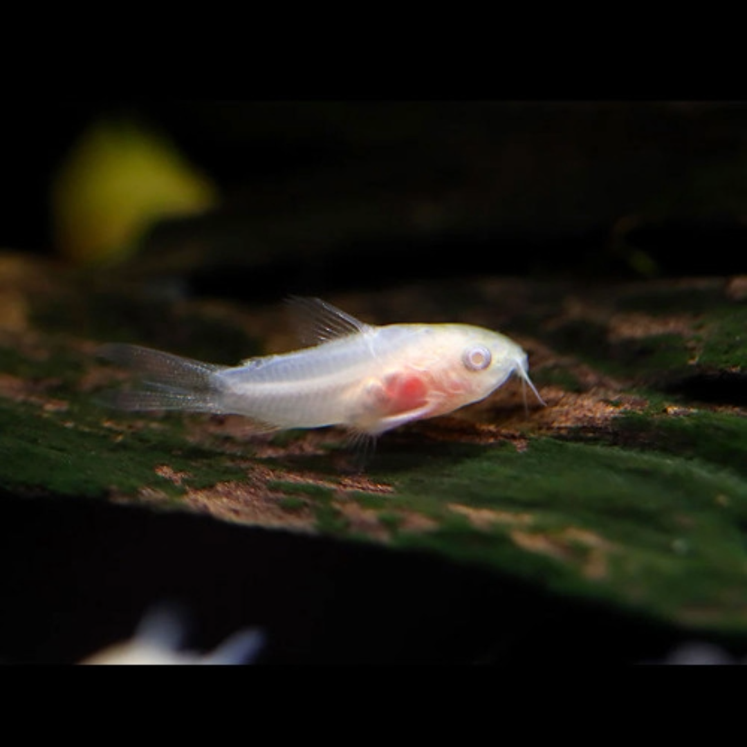 Buy Online Cory Cat Fishes