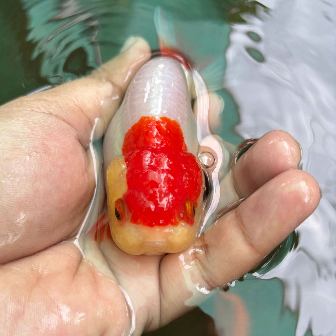 Red And White Ranchu