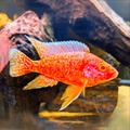 Buy Online strawberry peacock cichlid fish