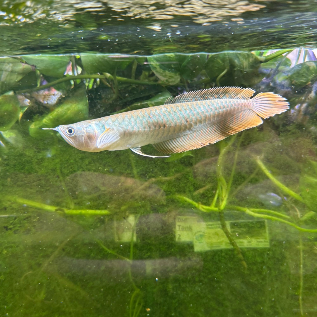Silver Arowana Fish Price