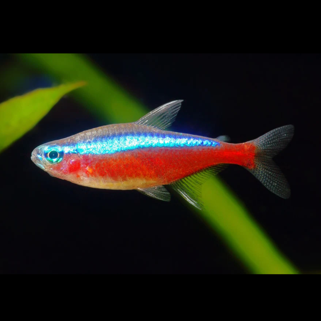 Buy Online Cardinal Tetra Fishes
