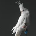 [ 1 Piece ₹9599 ] Albino Cockatiel Birds