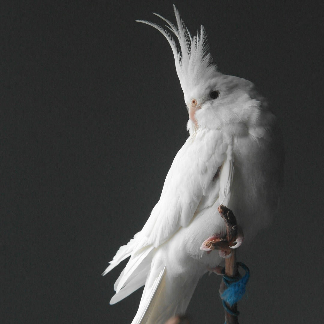[ 1 Piece ₹9599 ] Albino Cockatiel Birds