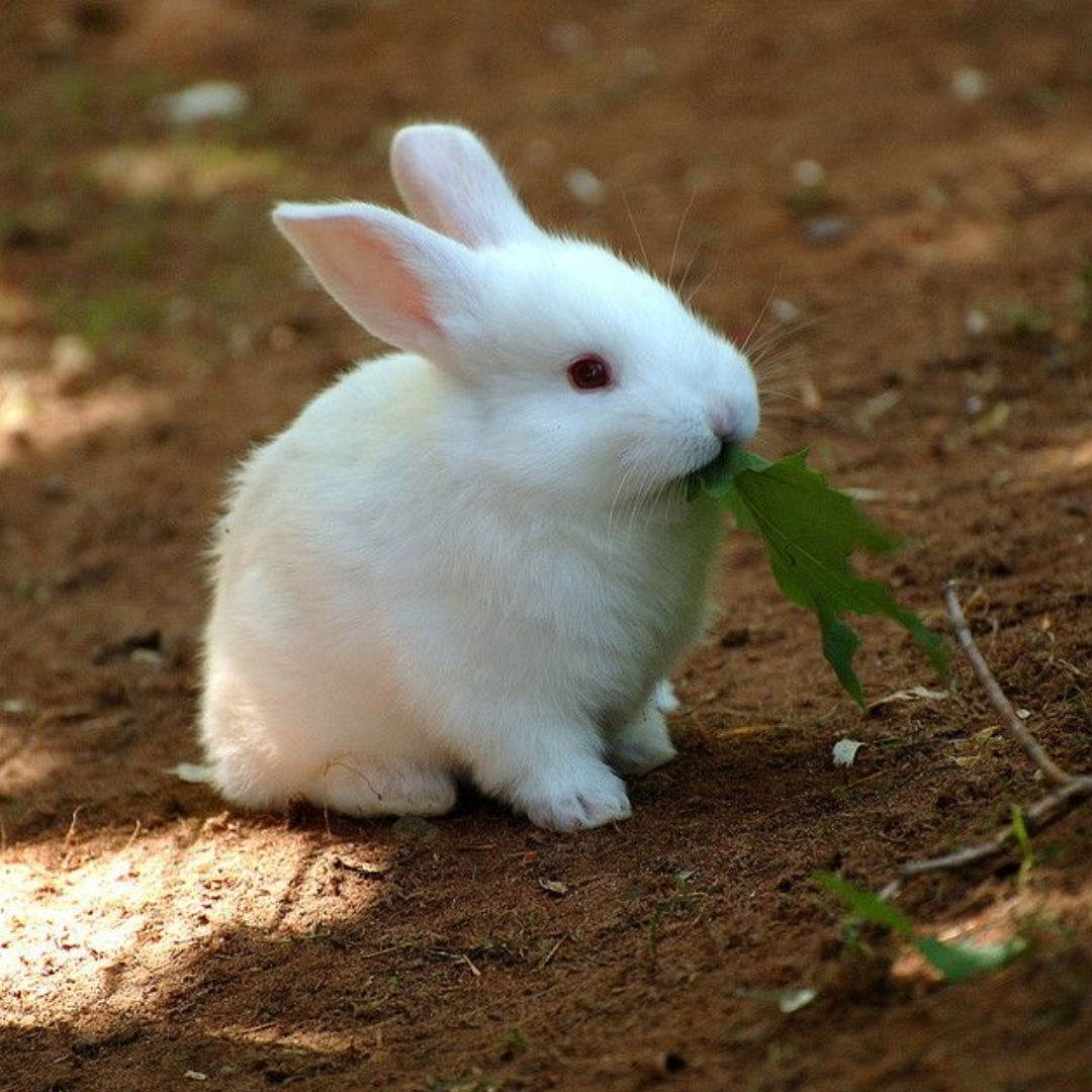 [ 1 Pair ₹2999 ] American White Rabbit