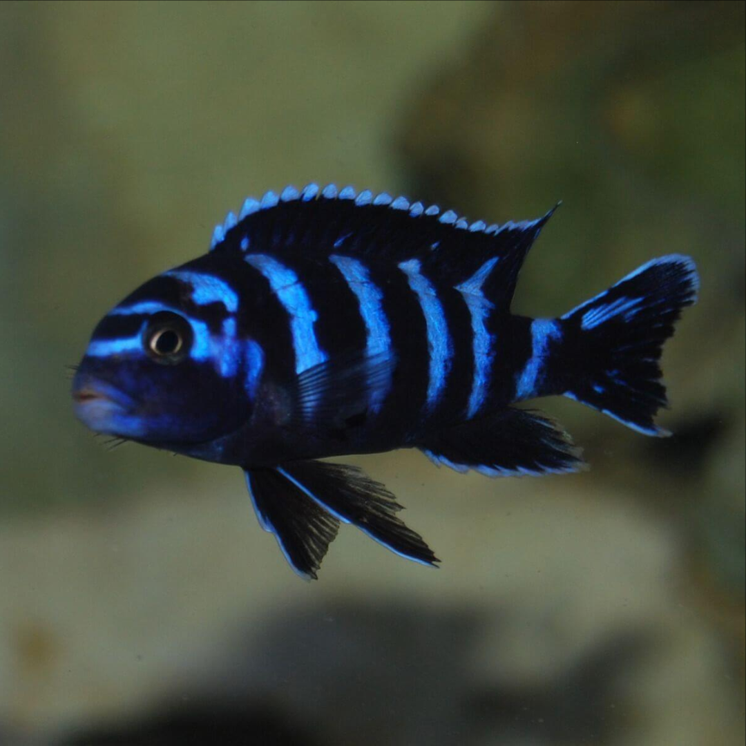 1 Pair ₹799 Demasoni Cichlids Fish