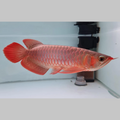 Chilli Red Arowana Fish