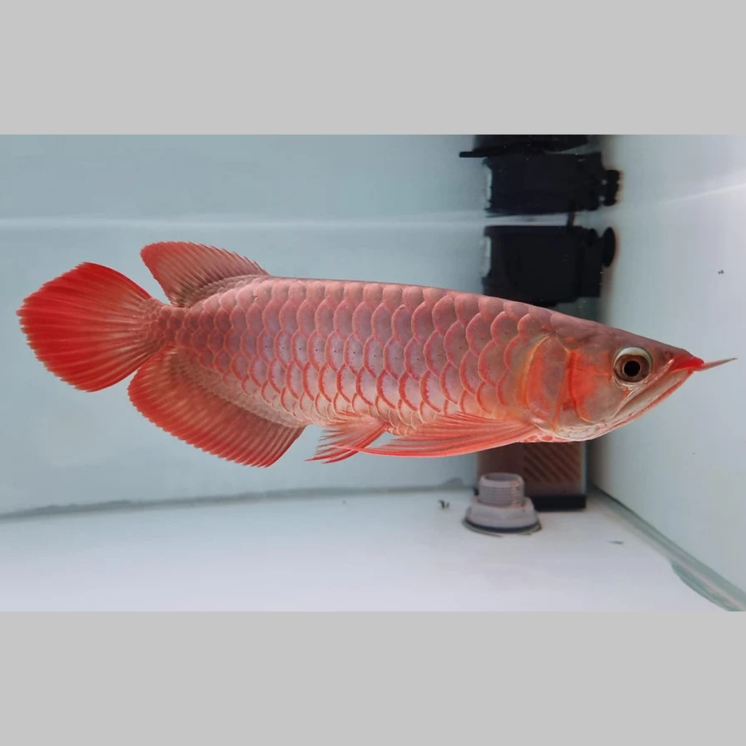 Chilli Red Arowana Fish