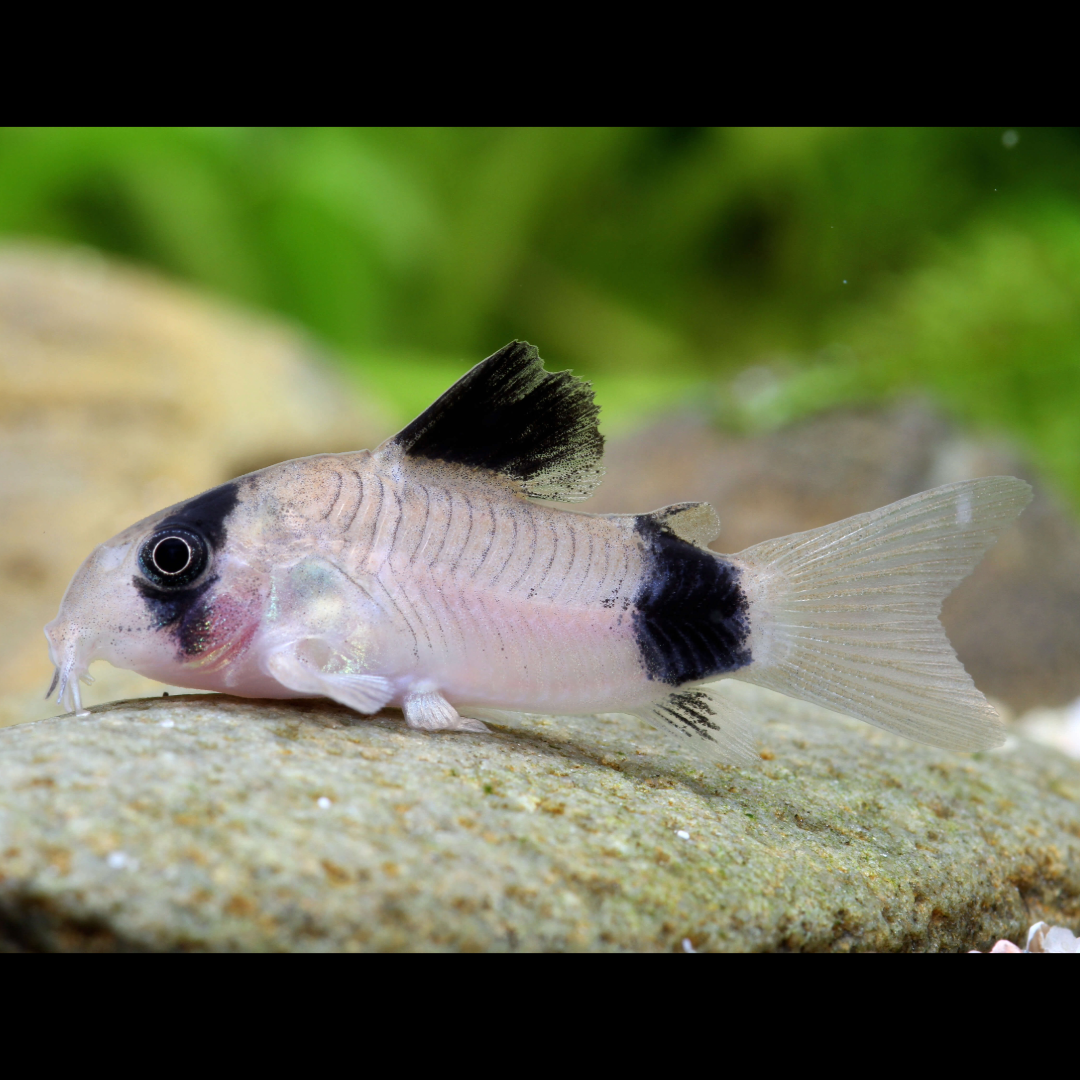 Buy Online Panda Cory Cat Fishes