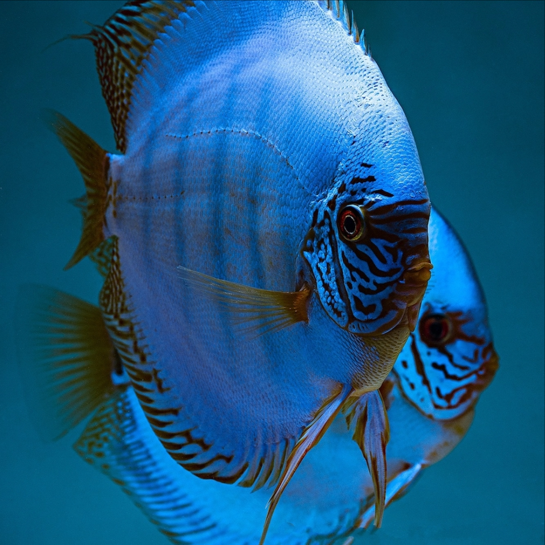 1 Pair ₹6099 Cobalt Blue Discus Fish