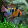Buy Online German Ram Fish