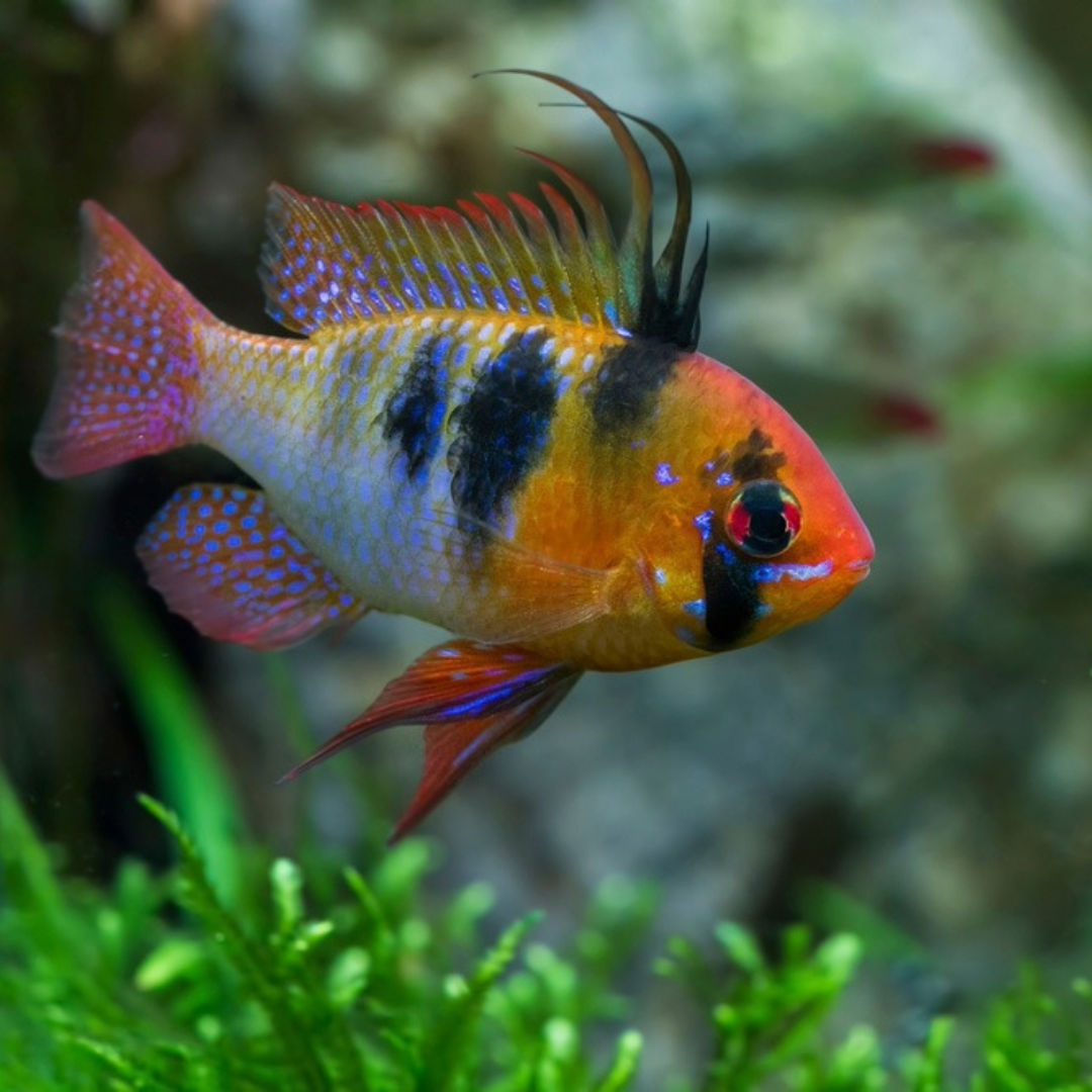 Buy Online German Ram Fish