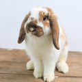 [ 1 Pair ₹4999 ] Holland Lop Rabbit