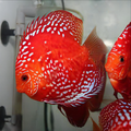 1 Pair ₹7299 Red Rafflesia Discus Fish